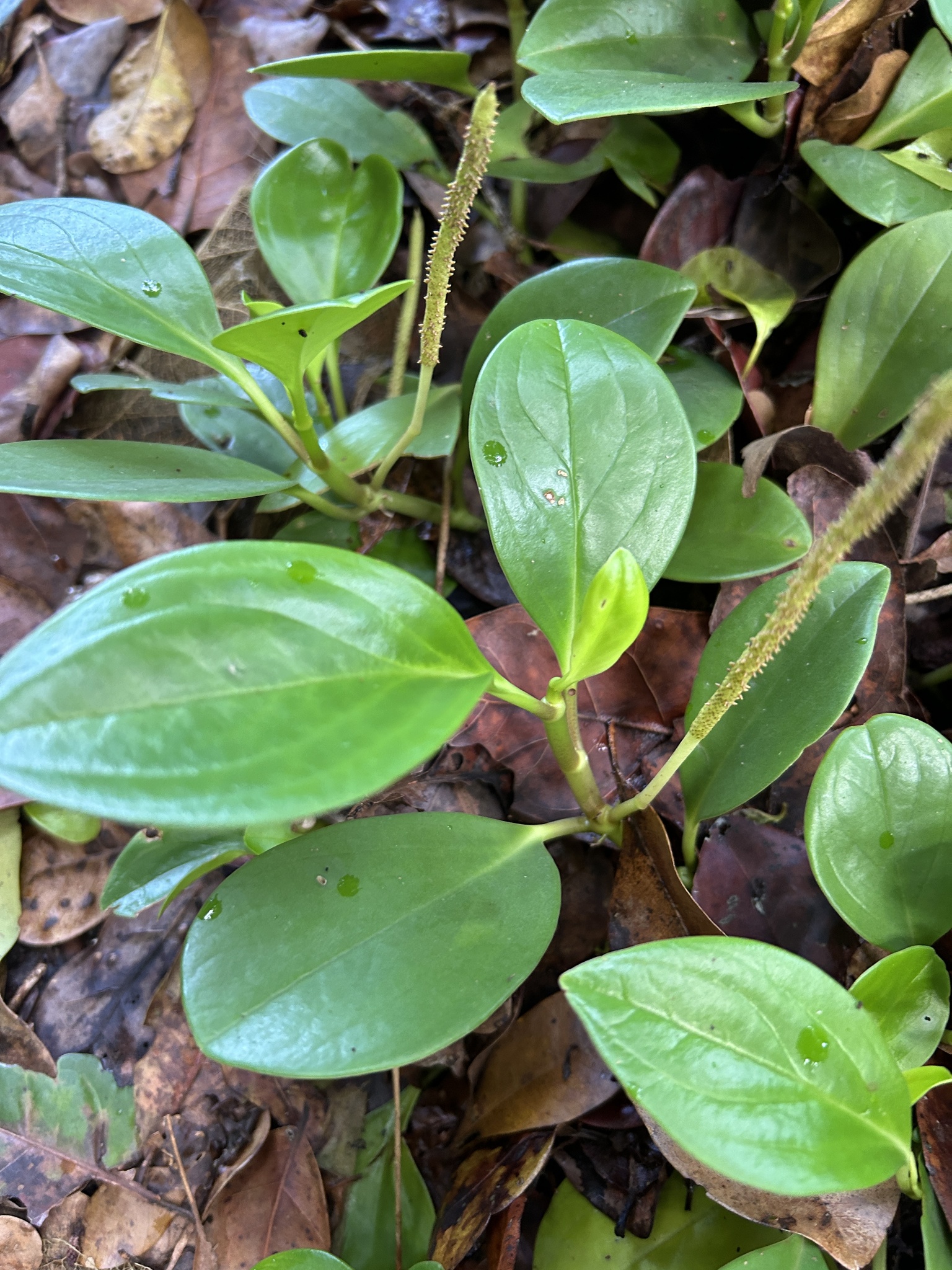 Imagem de Peperomia limão