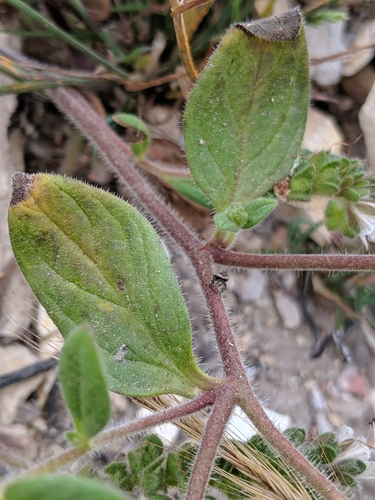 Image of Phacelia grisea by no rights reserved