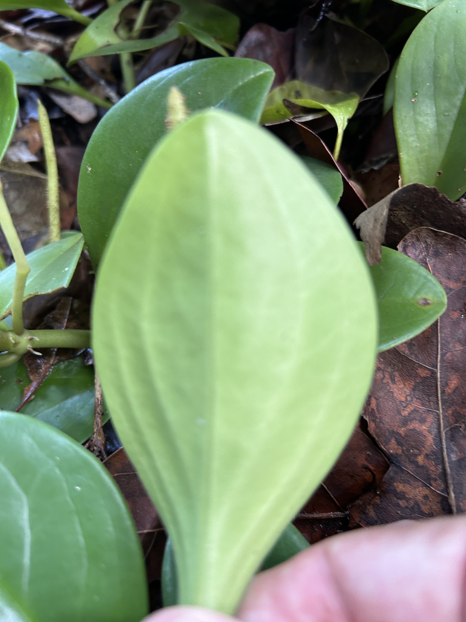 Imagem de Peperomia limão
