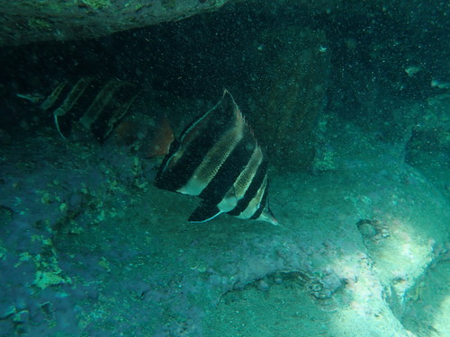 Coralfish (Chelmonops truncatus) — Chaetodontidae