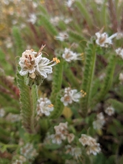 Phacelia grisea