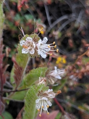 Phacelia grisea