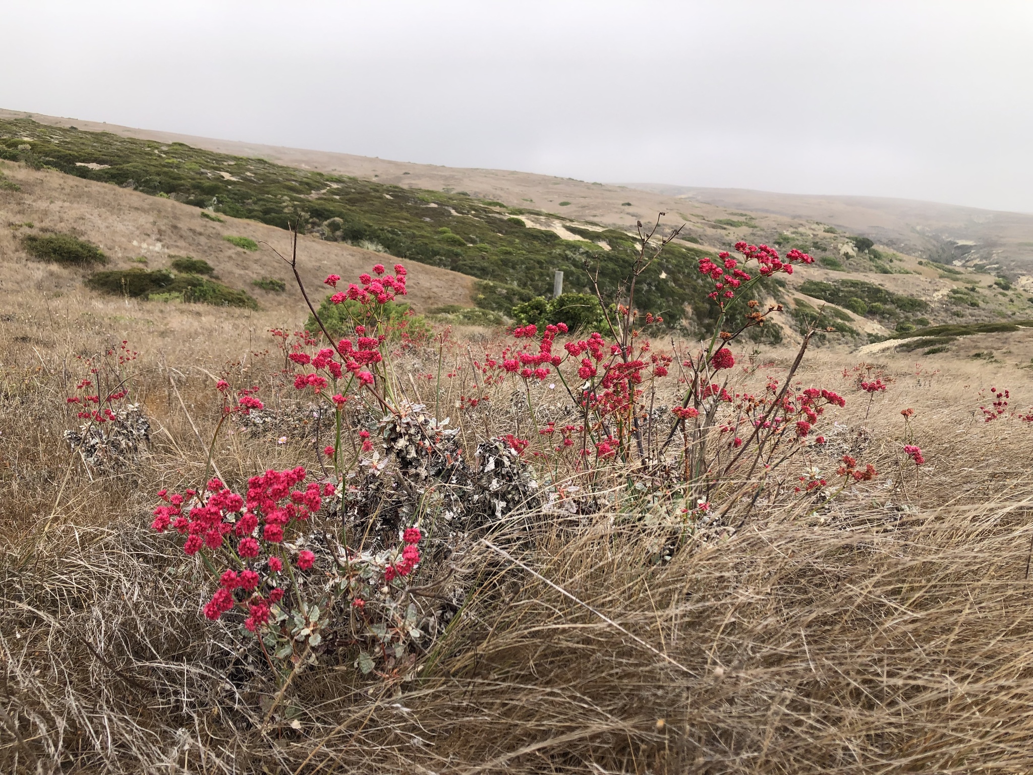Eriogonum grande var. rubescens