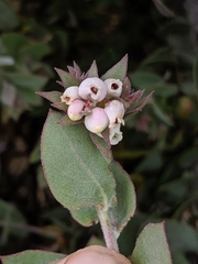 Arctostaphylos luciana