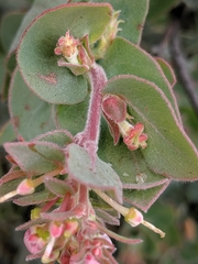 Arctostaphylos luciana