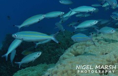 Pterocaesio digramma