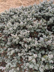 Arctostaphylos luciana