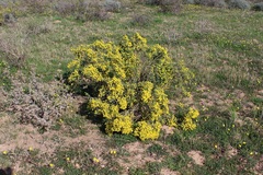Polhillia obsoleta