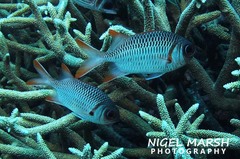 Myripristis violacea