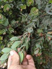 Arctostaphylos luciana