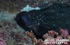 Epinephelus coeruleopunctatus