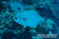 Trachinotus blochii