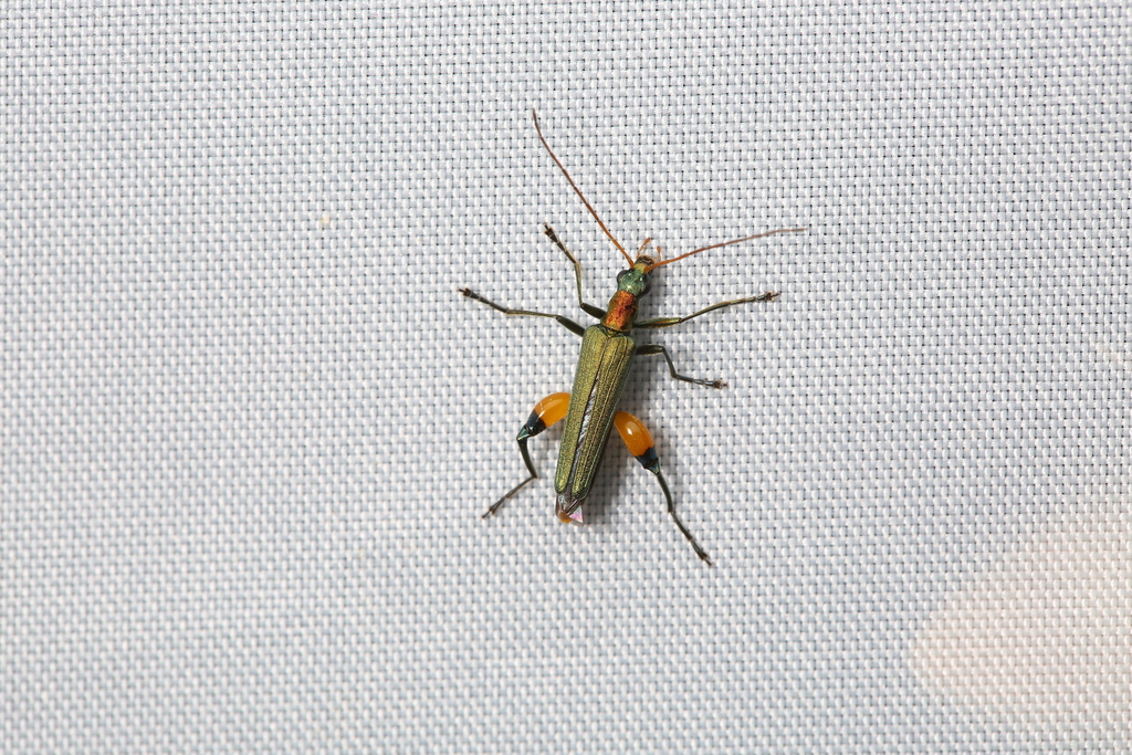 Oedemera sauteri