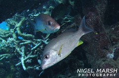 Russell's Snapper photo 2