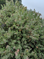 Arctostaphylos luciana