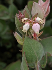 Arctostaphylos luciana