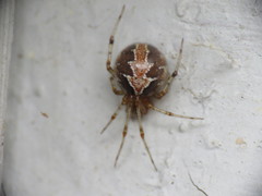 Theridion pictum