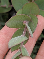 Arctostaphylos luciana
