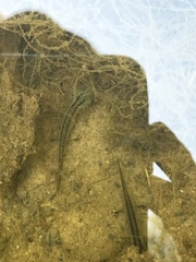 Taricha torosa