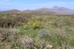 Polhillia obsoleta