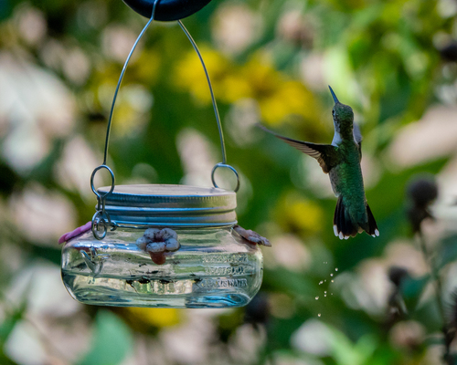 Ruby-throated Hummingbird photographed in Iowa