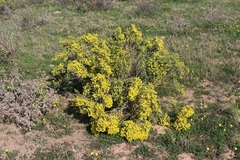 Polhillia obsoleta