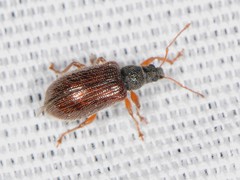 Phyllobius oblongus