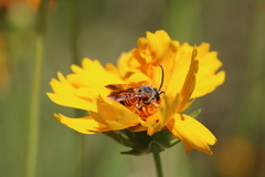 Epinomia