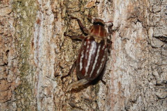 Anoxia orientalis