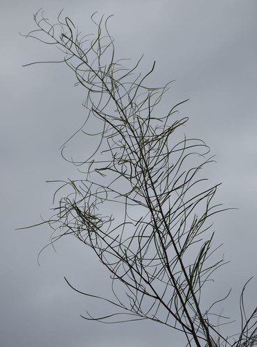 Acacia dietrichiana, 2024-05-31