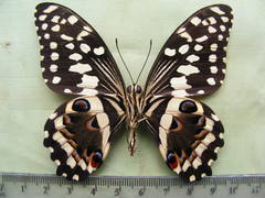 Papilio demodocus demodocus