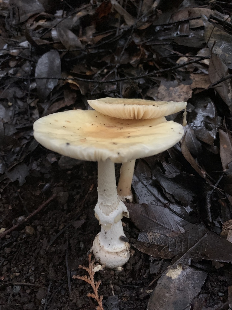 Amanita orientigemmata · September 2024 · photo: © brenzan (iNaturalist, cc-by)
