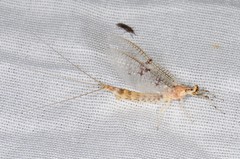 Ephemera varia