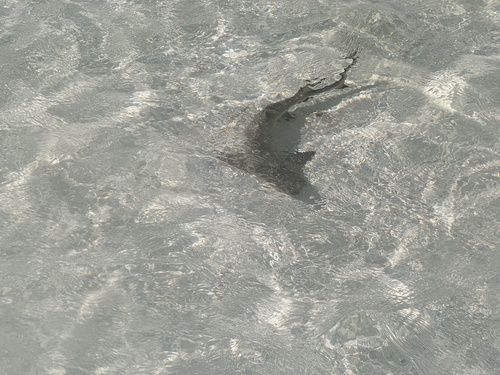 Lemon shark (Negaprion brevirostris) — Carcharhinidae — 4