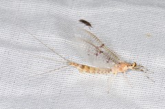 Ephemera varia