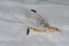 Ephemera varia
