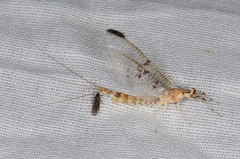 Ephemera varia