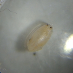 Emerita benedicti