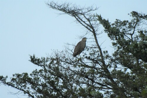 Black-crowned Night Heron photographed in Delaware