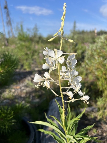Siauralapis gaurometis nuotrauka