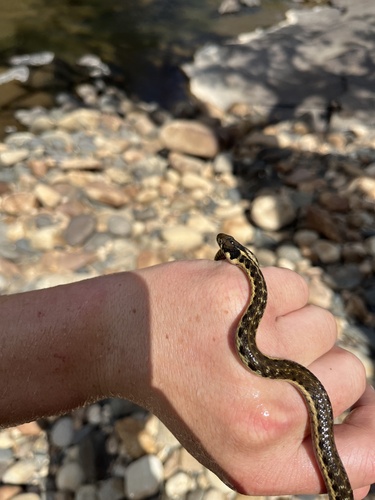iNaturalist observation photo of Sierra Garter Snake