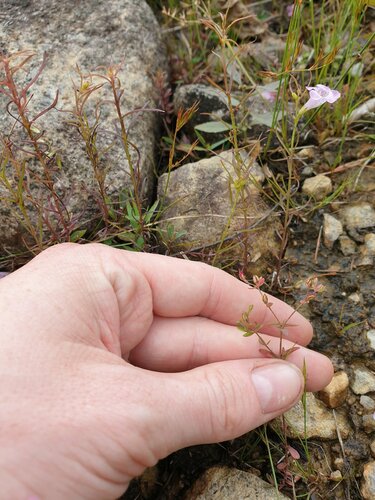 northern St. Johnswort (Hypericum boreale)