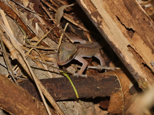 Phetchaburi Bent-toed Gecko, Cyrtodactylus phetchaburiensis