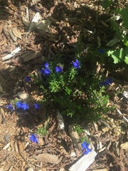 Lithodora
