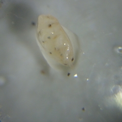 Emerita benedicti