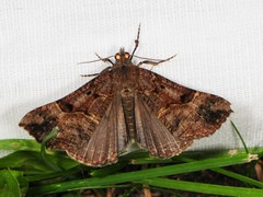 Hypena edictalis
