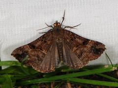 Hypena edictalis