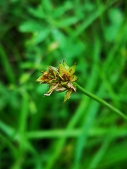 Carex spicata