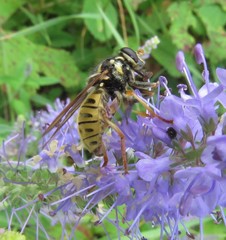 Temnostoma alternans