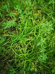 Carex spicata